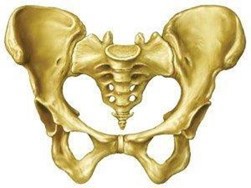 Pelvis diagram