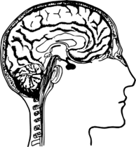 Unlabelled brain diagram